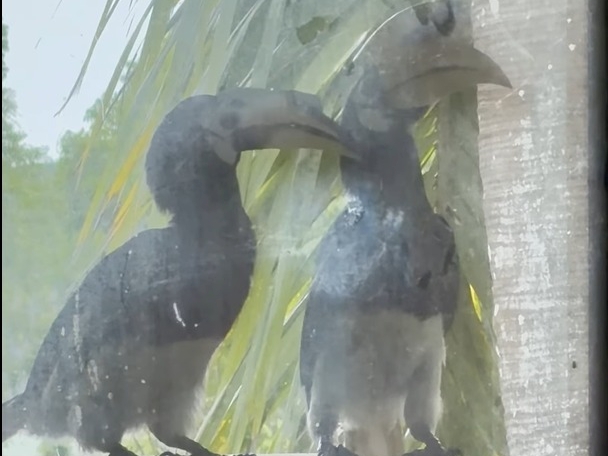 Two hornbills, one sweet afternoon in Sepilok