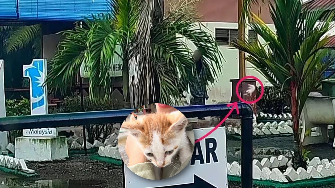 Woman filmed kicking stray cats at rest area