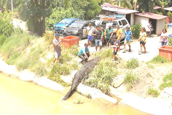 Hunter bags giant crocodile in Weston
