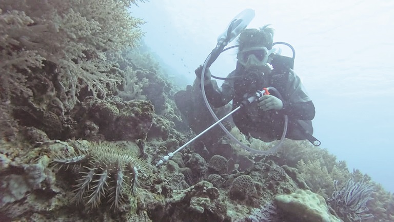 Joint fight against coral-eating starfish