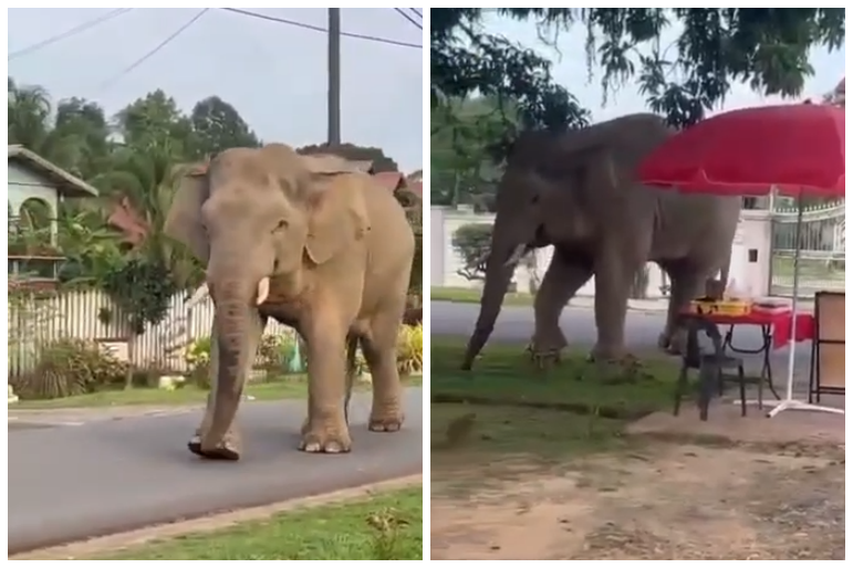 Where jumbo visits are normal