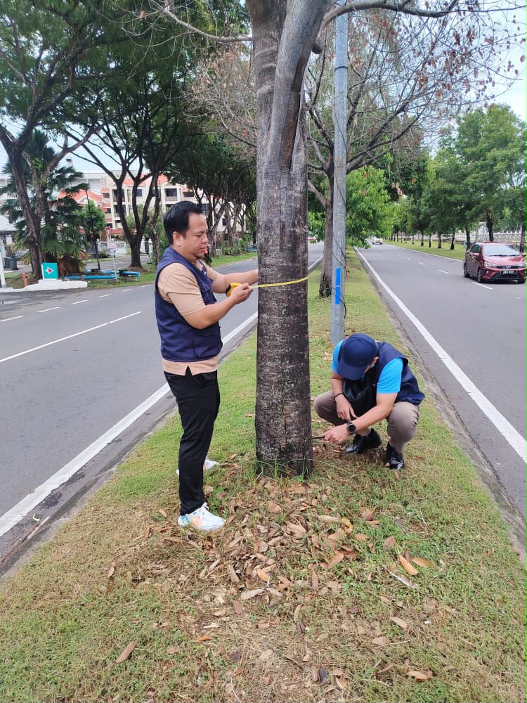 KAKITANGAN Jabatan Landskap memeriksa keadaan pokok yang tumbuh di pembahagi jalan utama berhampiran Taman Irama.