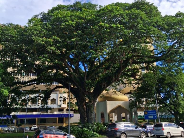 NILAI empat pokok hujan-hujan di Jalan Tunku Abdul Rahman dianggarkan antara RM450,000 hingga RM550,000.