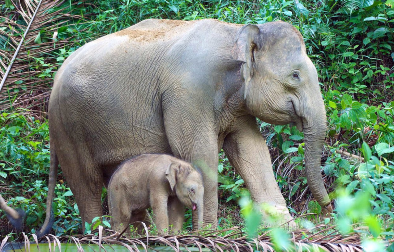 Sabah strengthens measures to tackle human-wildlife conflict