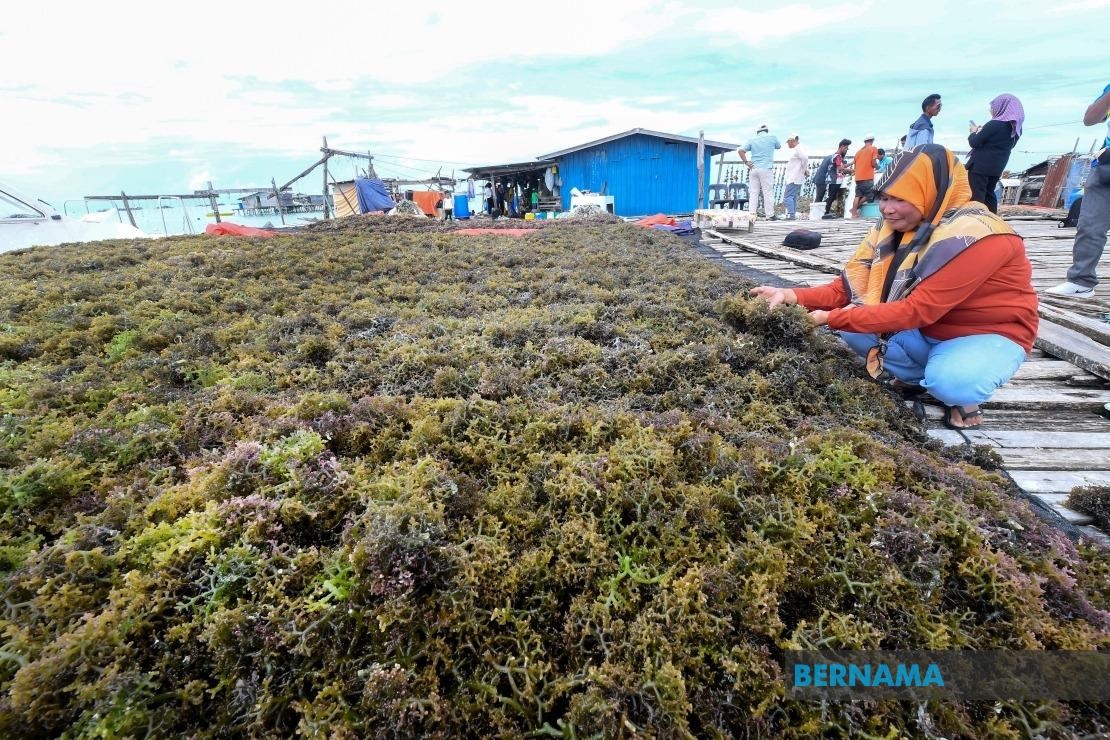 Sabah eyes seaweed as next economic driver